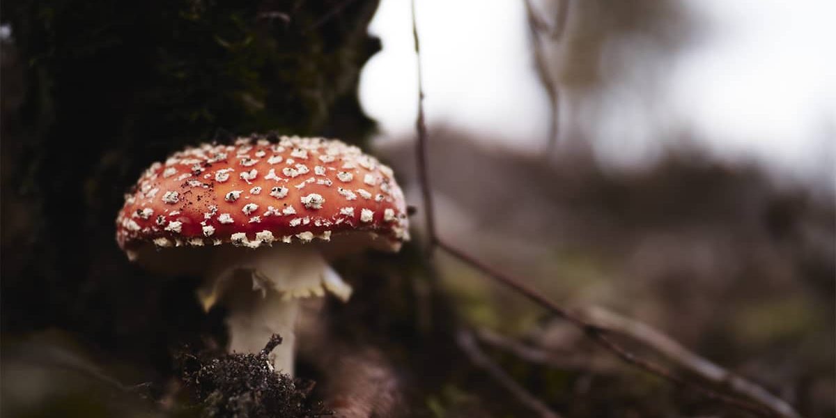 closeup-fly-agaric-field-daylight-with-blurry-background (1) (1)