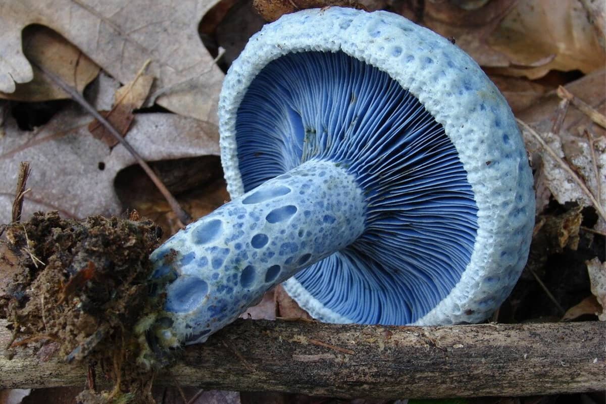 10 beautiful and special mushrooms from around the world Boglar Champ