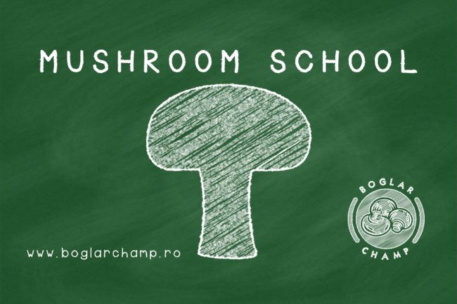 Boglar school 1 1200x800px (1)