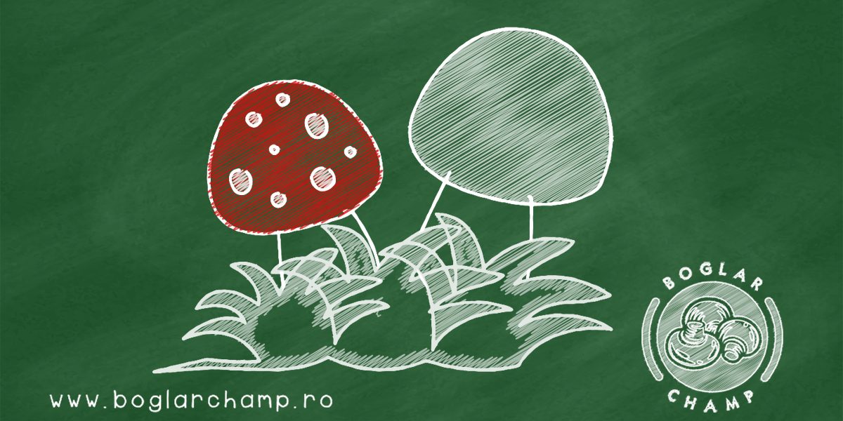 Boglar school 3 1200x800px (1)