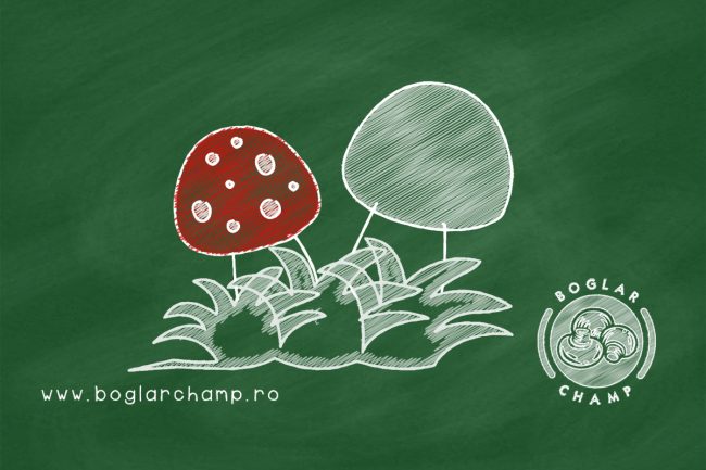 Boglar school 3 1200x800px (1)