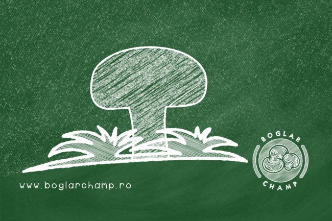 Boglar school 4 1200x800px