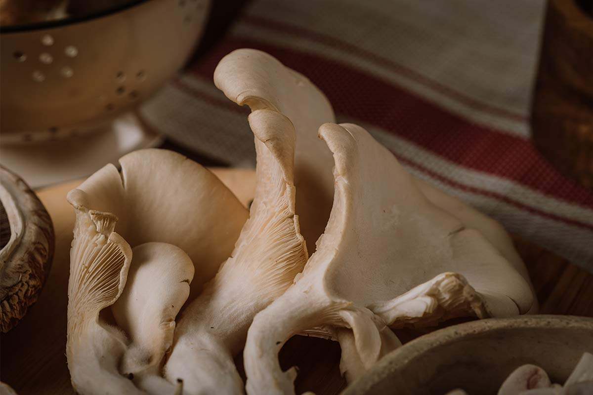 fungi