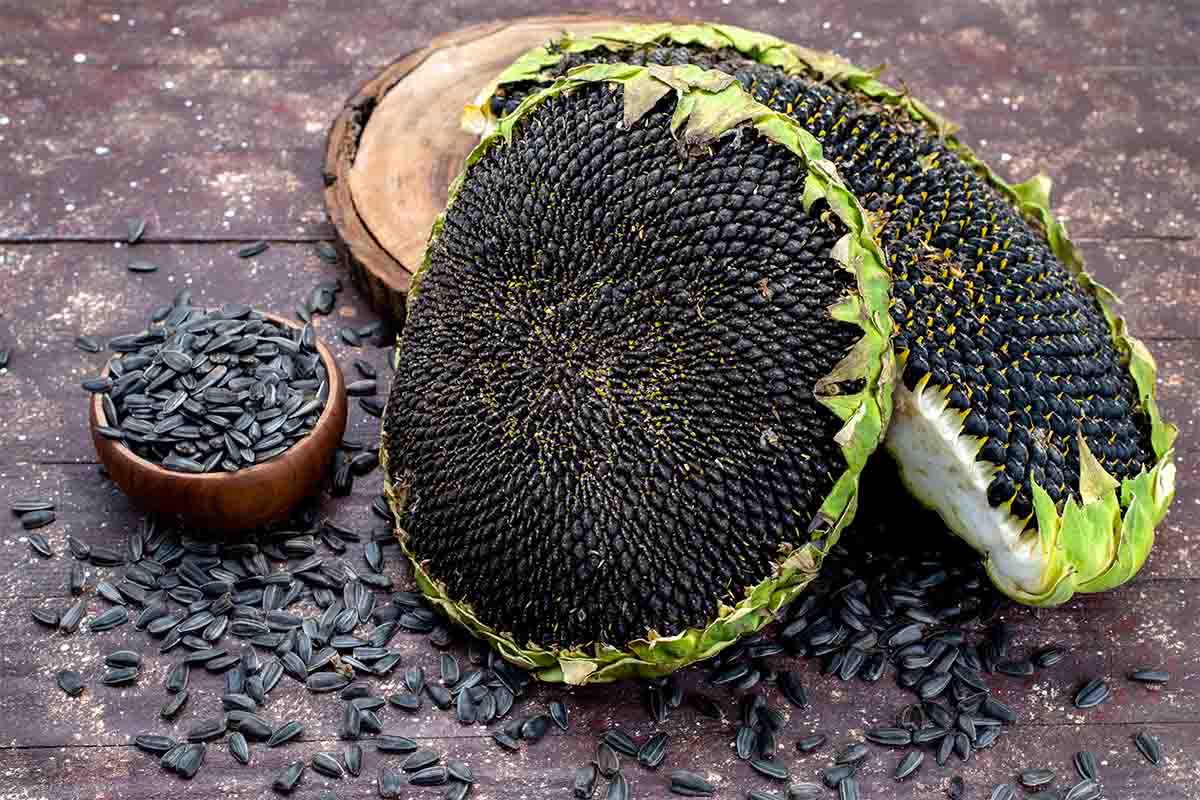 boglar_0003_top-view-black-sunflower-seeds-fresh-tasty-brown-desk-grain-sunflower-seed-granules