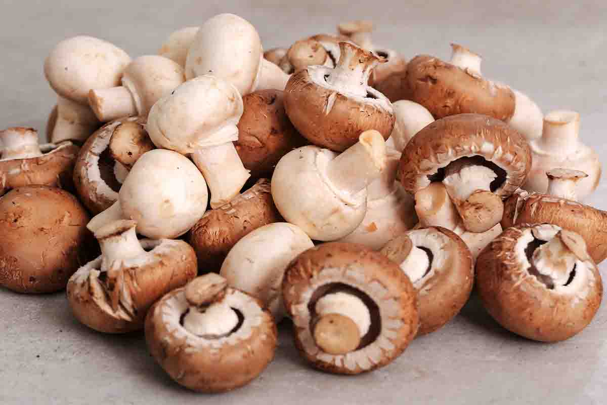 boglar_0005_mushrooms