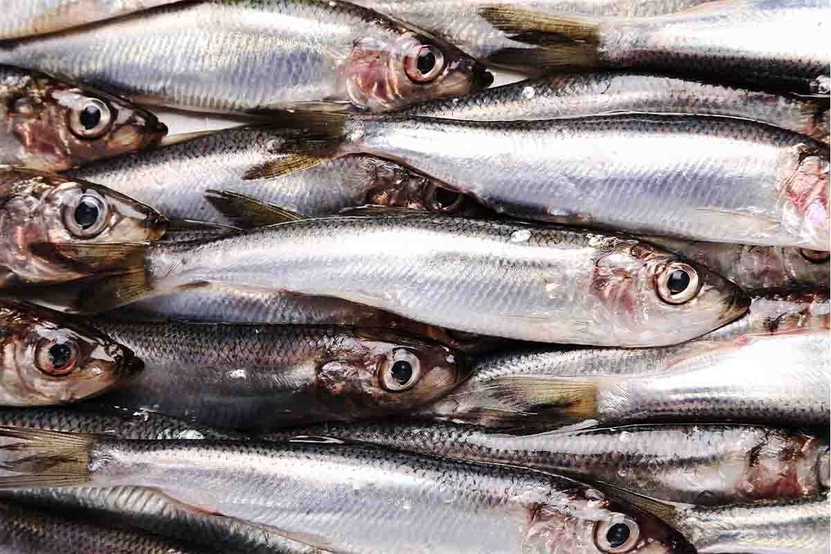 boglar_0007_fresh-delicious-fish