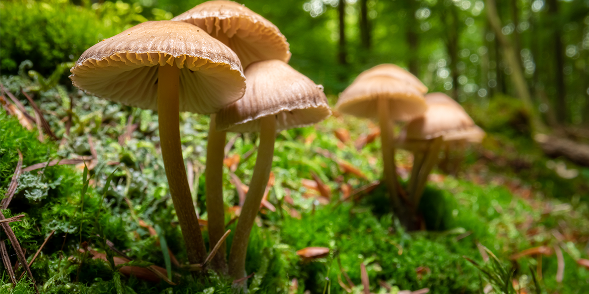 Everything you need to know about wild mushrooms Boglar Champ